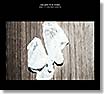evan parker & joe mcphee-what/if/they both could fly LP + CD