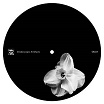kangding ray/rrose ardent/swallows stroboscopic artefacts