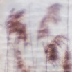 ovïd dream sequence fauxpas musik
